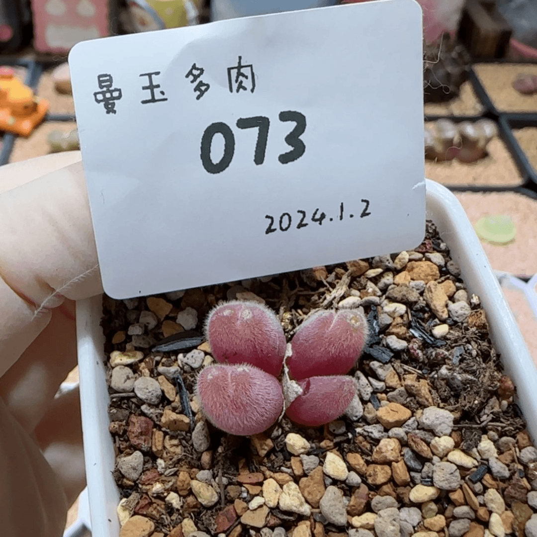 【闪购商品】红陶171cm(含)-200cm(含)胖*?1.2-073