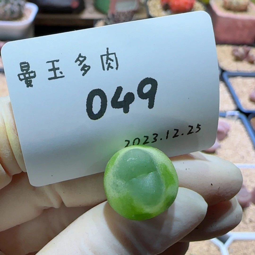 【闪购商品】12.25-049拉登