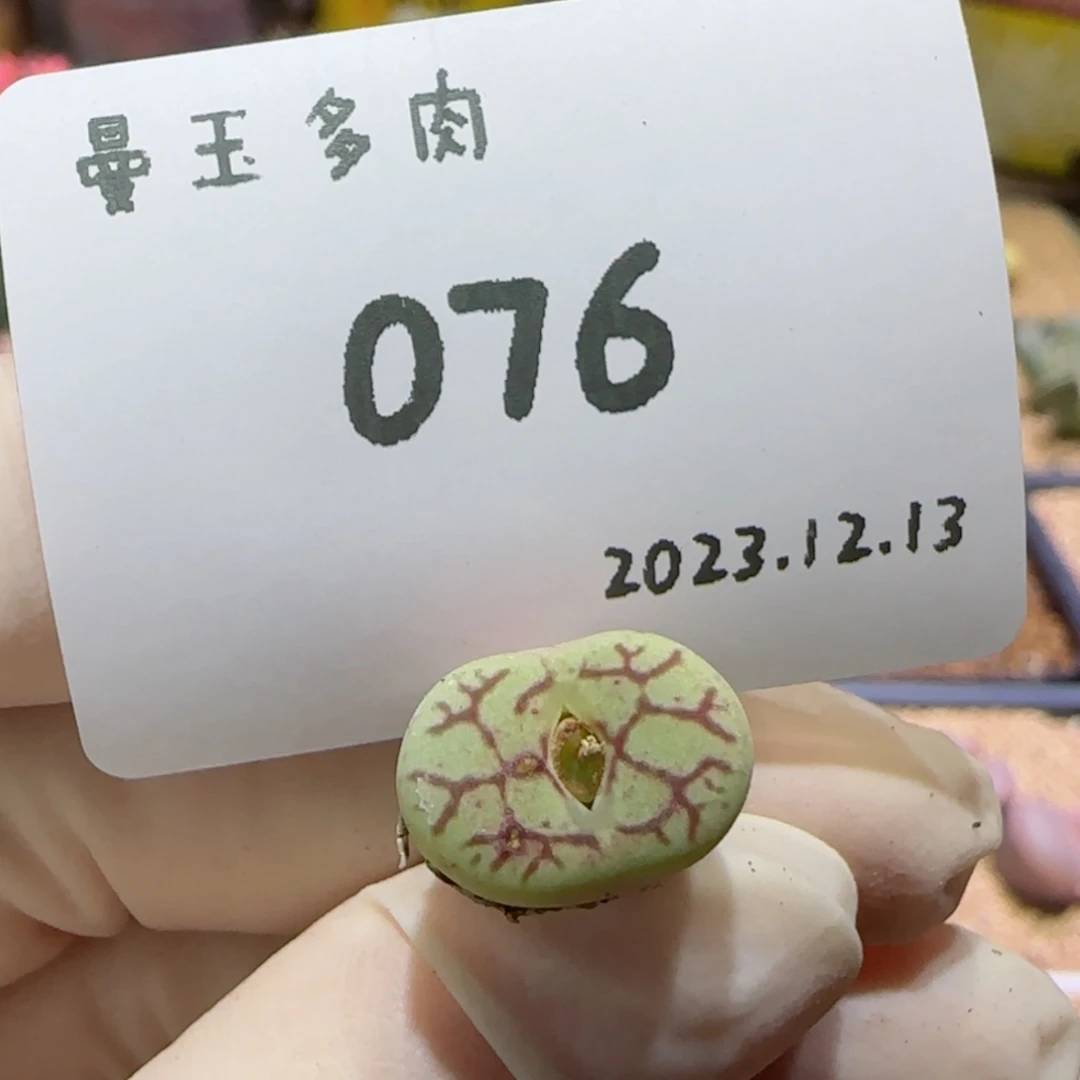 【闪购商品】12.13-076
