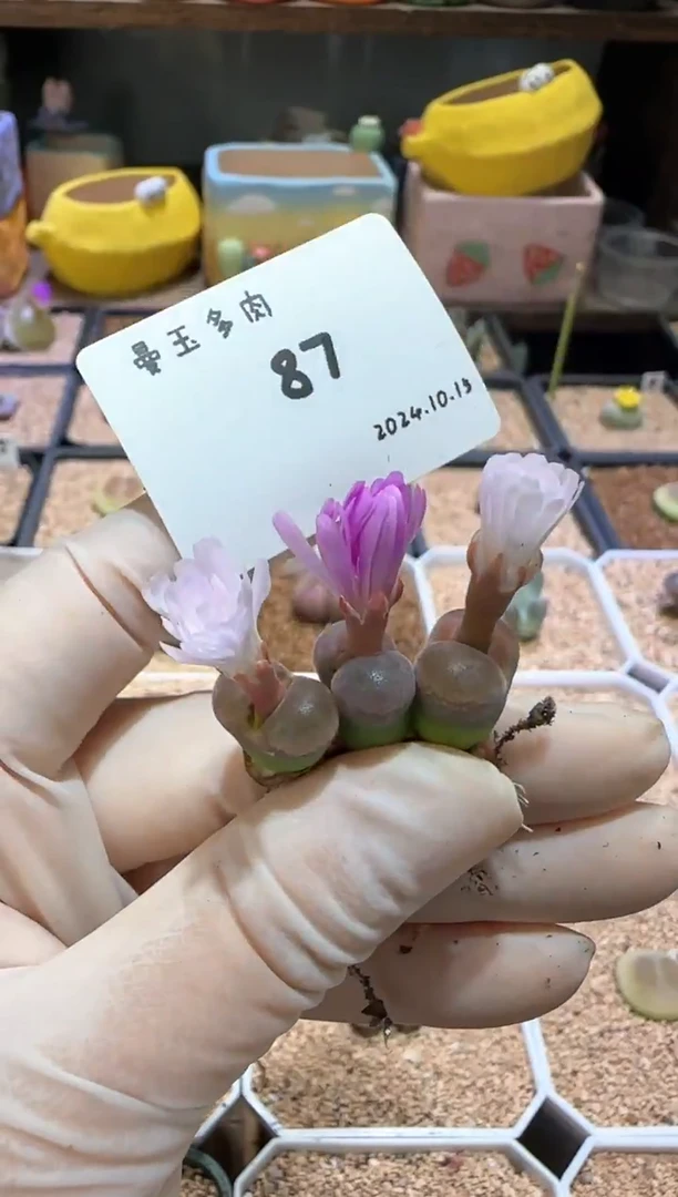 【闪购商品】10.15-87