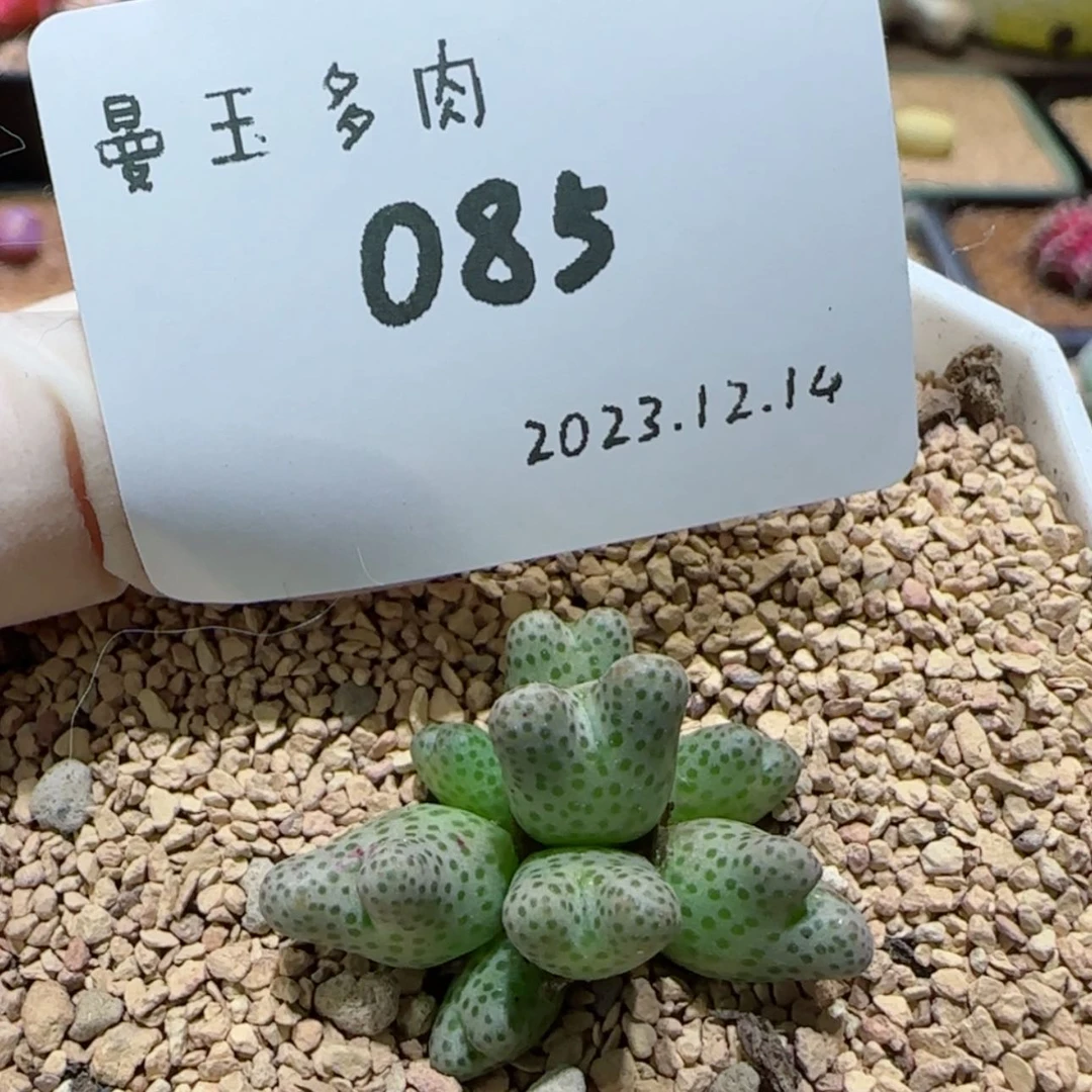 【闪购商品】12.14-085