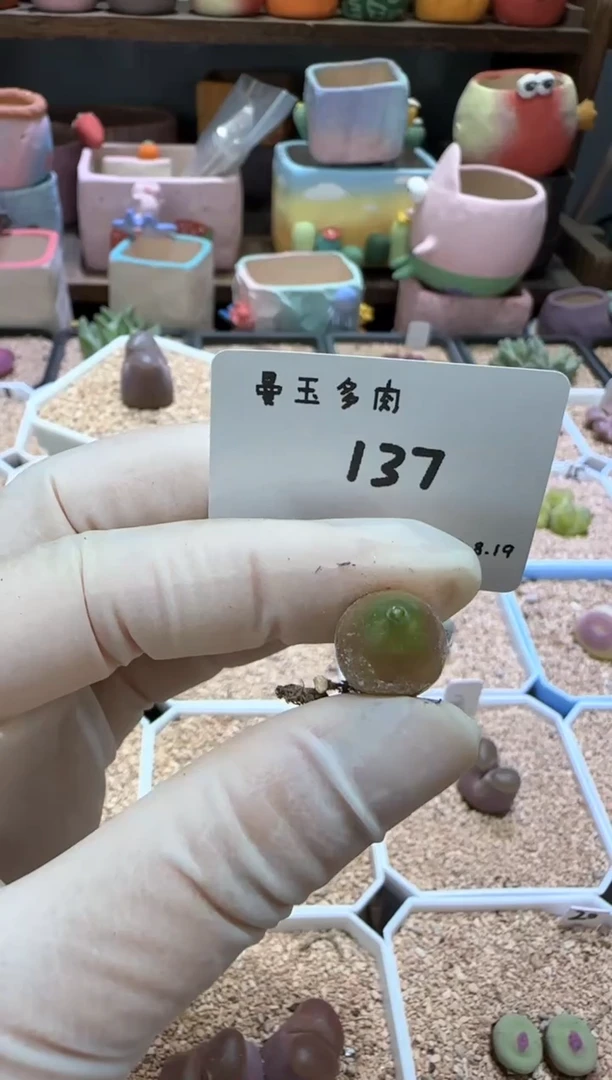 【闪购商品】8.19-137