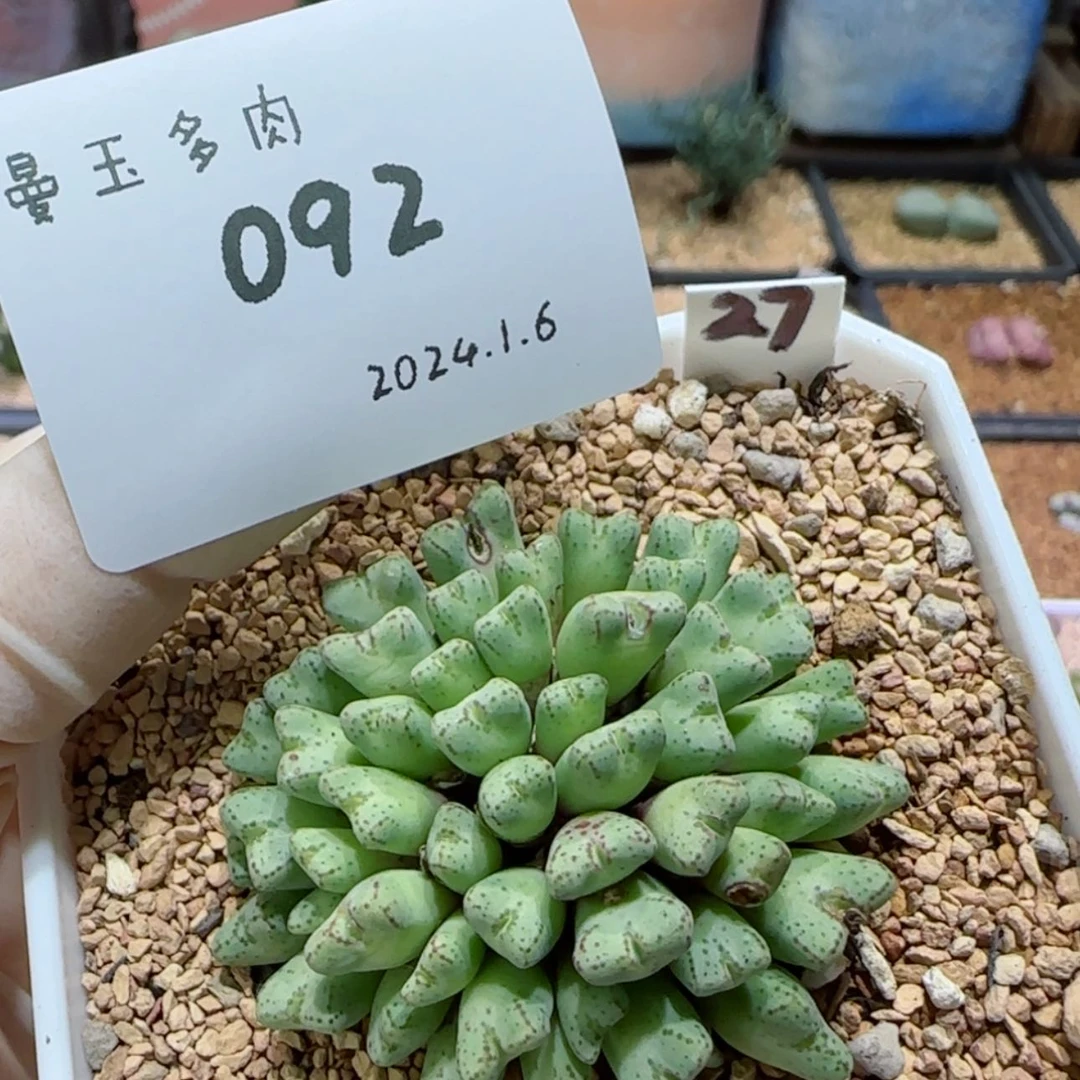【闪购商品】红陶171cm(含)-200cm(含)傷*筋1.6-092