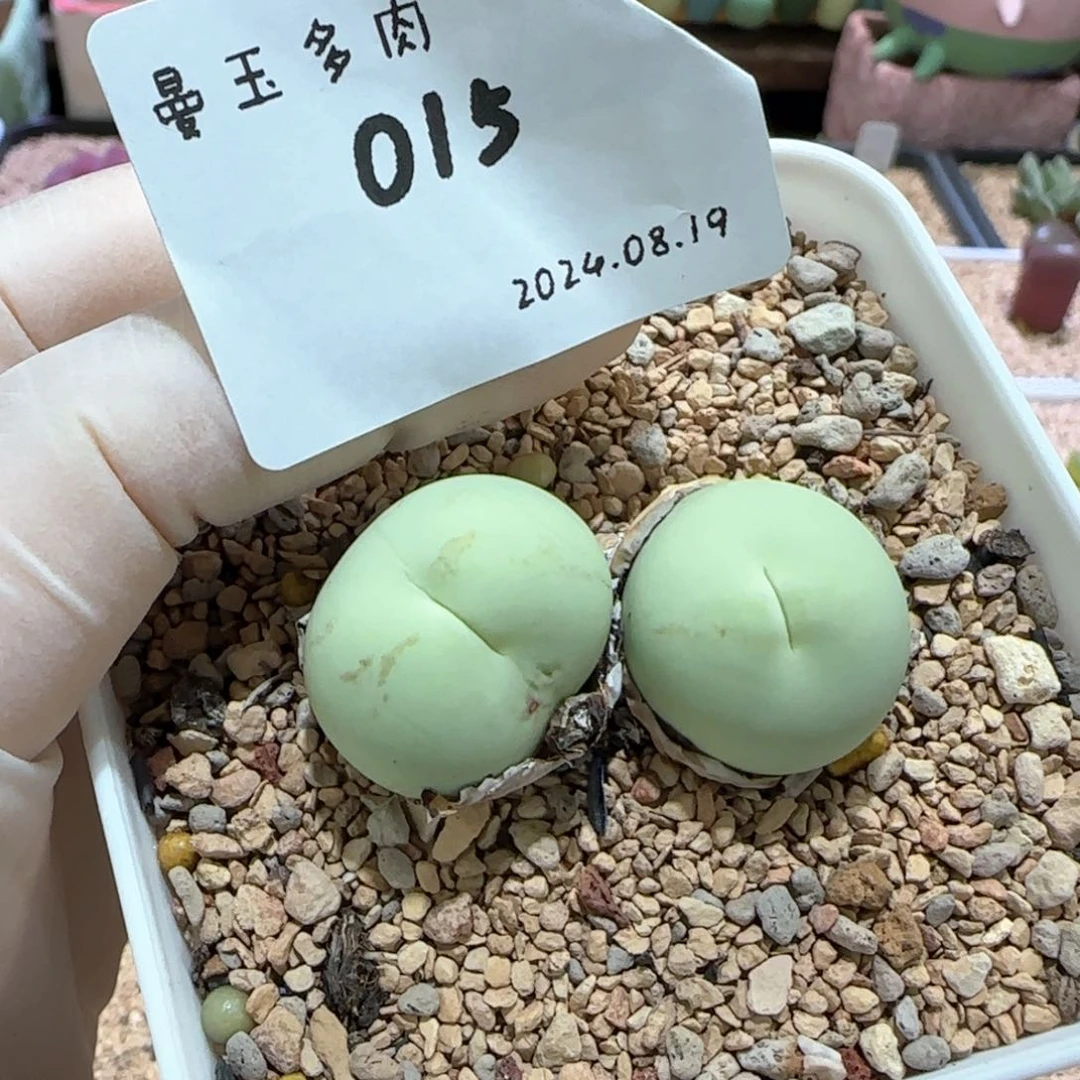 多肉多肉多肉8.19-015