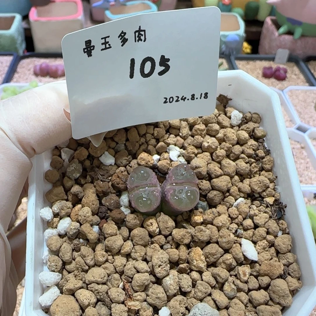 R*゛多肉多肉多肉8.18-105 Re