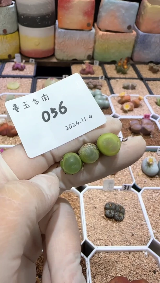 【闪购商品】11.4-56生姜