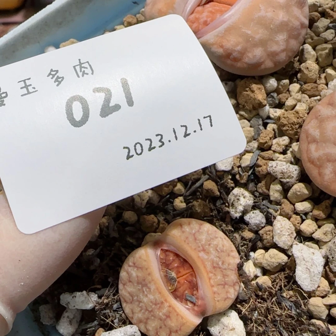 【闪购商品】我****）12.17-021大美女