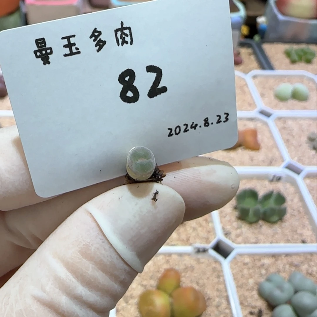 s****e多肉多肉多肉8.23-082