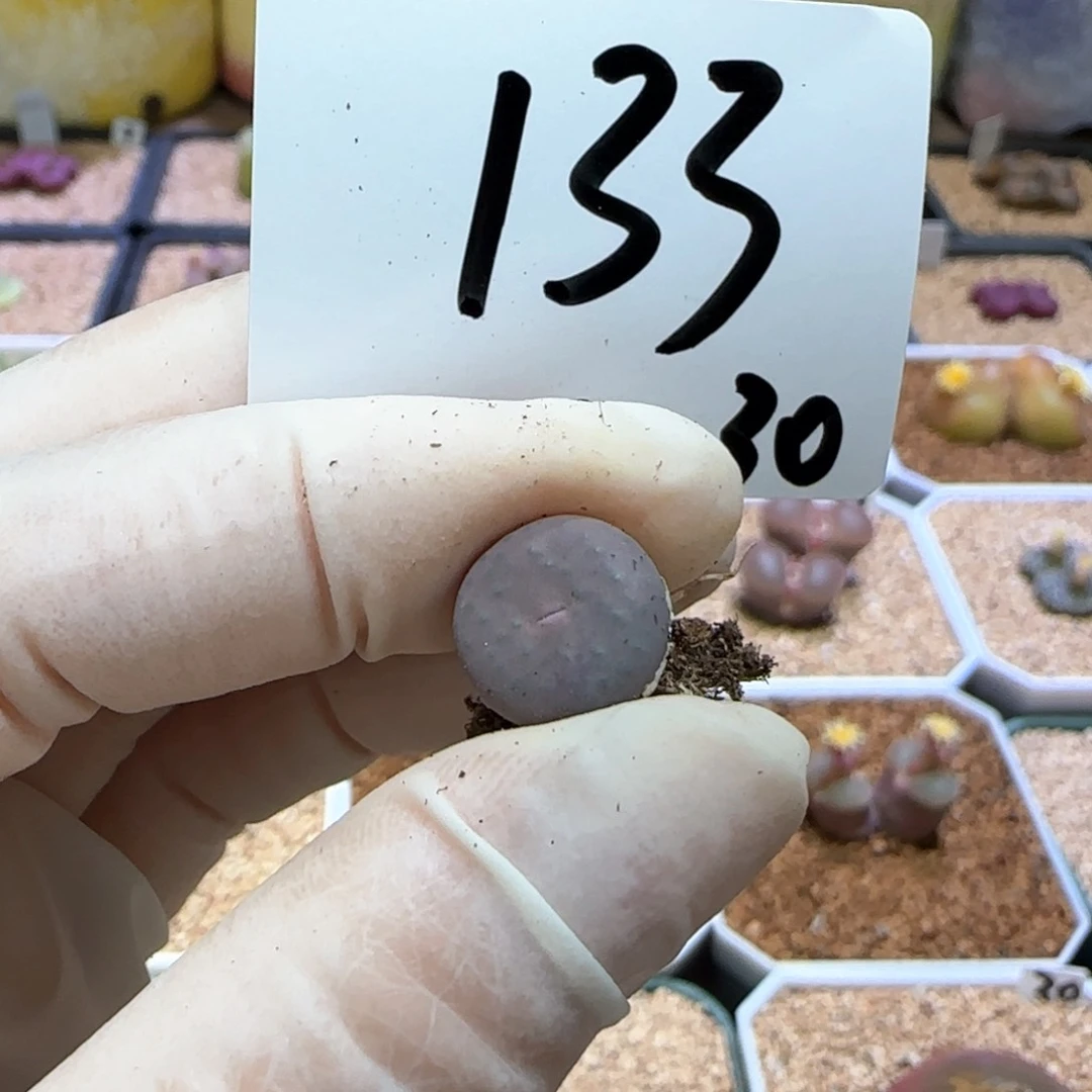 李**～多肉多肉多肉10.30-133