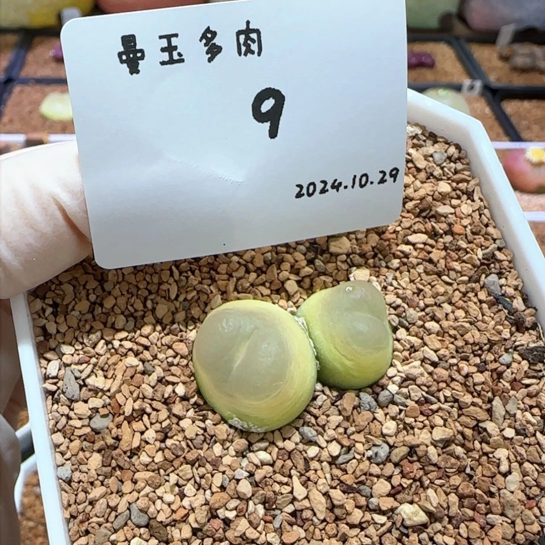 好****哦多肉多肉10.29-009吃不胖