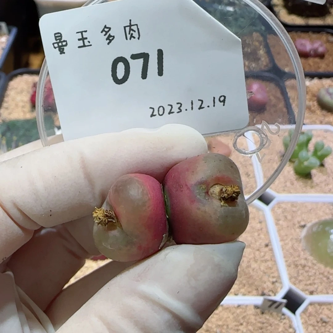 【闪购商品】12.19-071