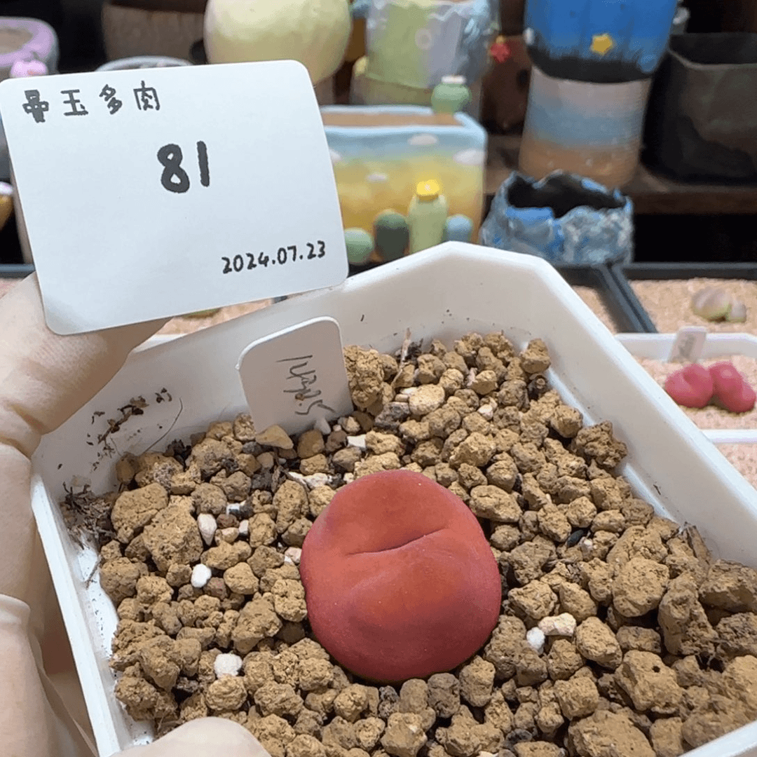 铁*儿多肉多肉多肉7.23-081