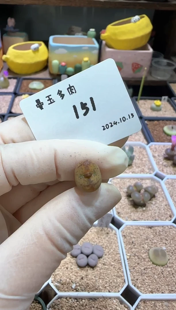 【闪购商品】10.15-151