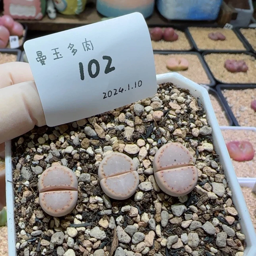 【闪购商品】红陶171cm(含)-200cm(含)?****?1.10-102牛奶