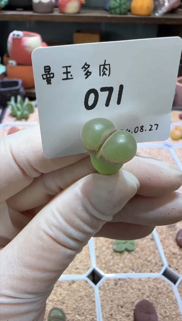 【闪购商品】8.27-71王怼怼