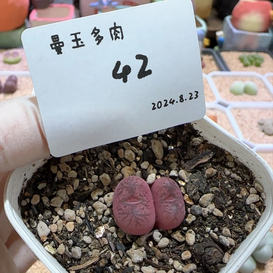 丁*多肉多肉多肉8.23-042