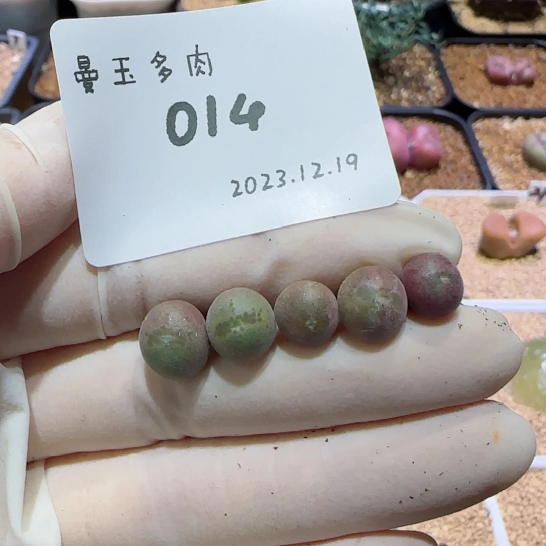 【闪购商品】呼*12.19-014呼呼