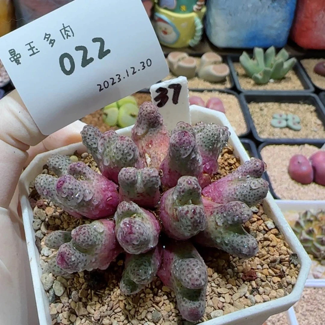 【闪购商品】傷*筋12.30-022