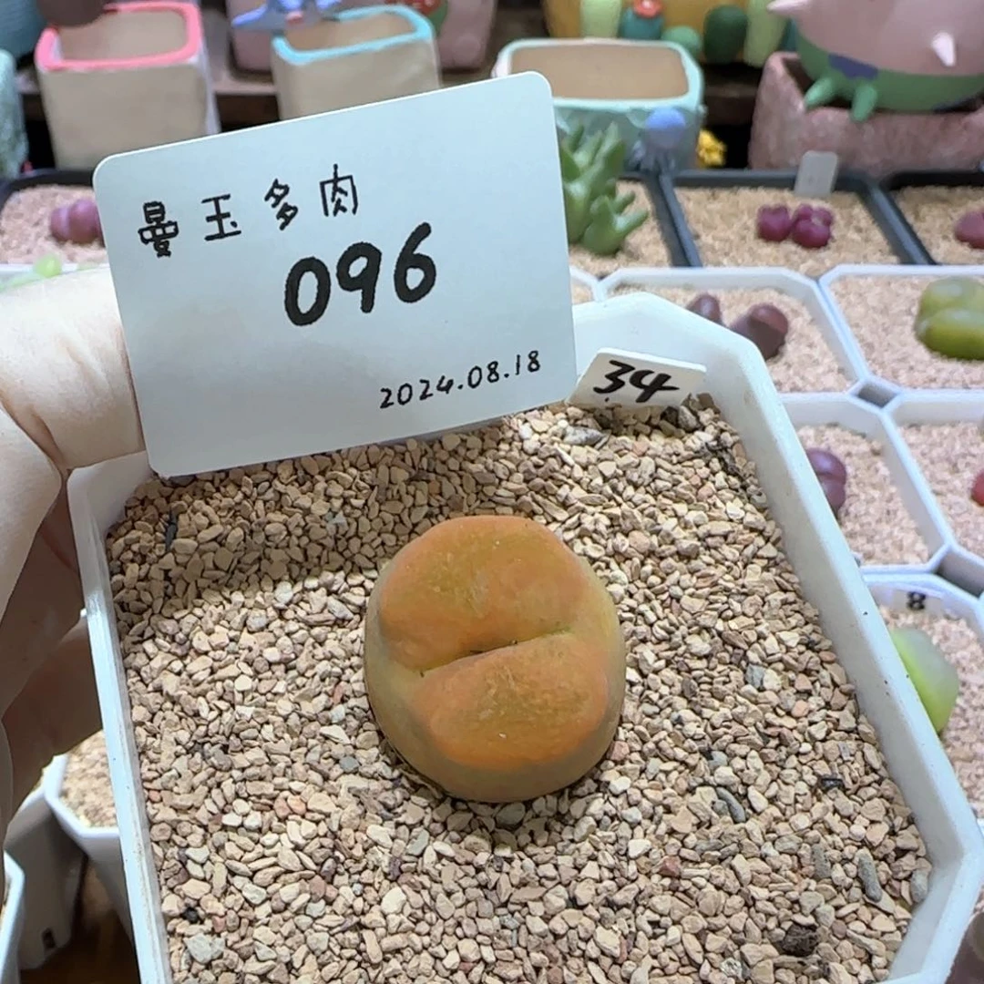 老****浪多肉多肉多肉8.18-096