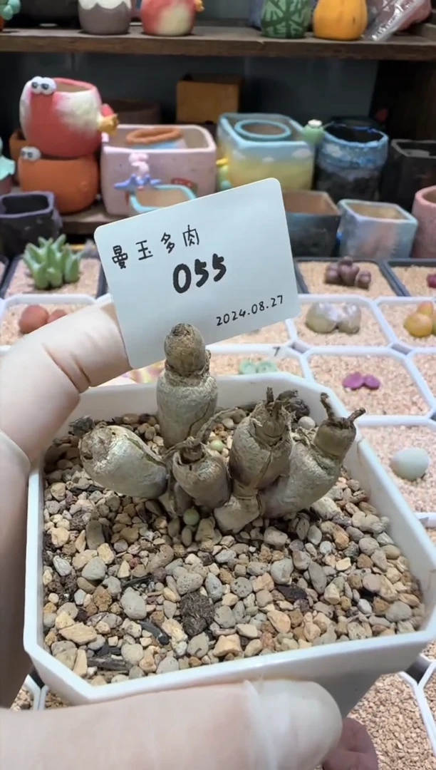【闪购商品】8.27-55花花