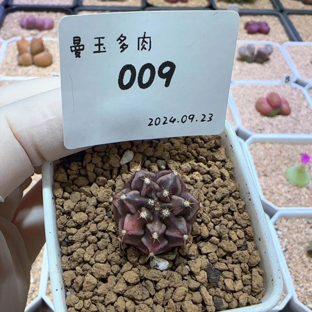 媛****台多肉多肉多肉9.23-009