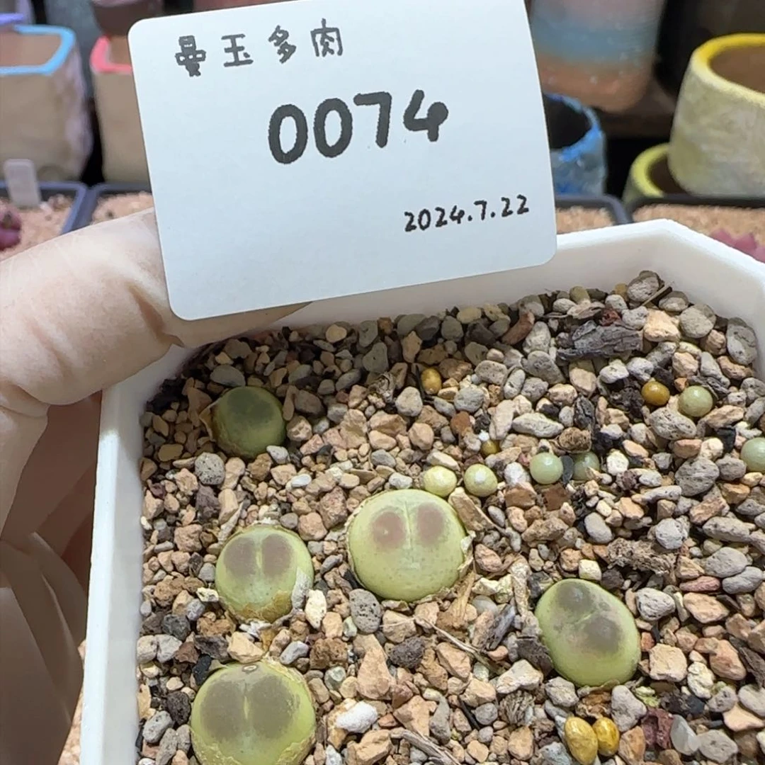 ～****妈多肉多肉多肉7.22-074