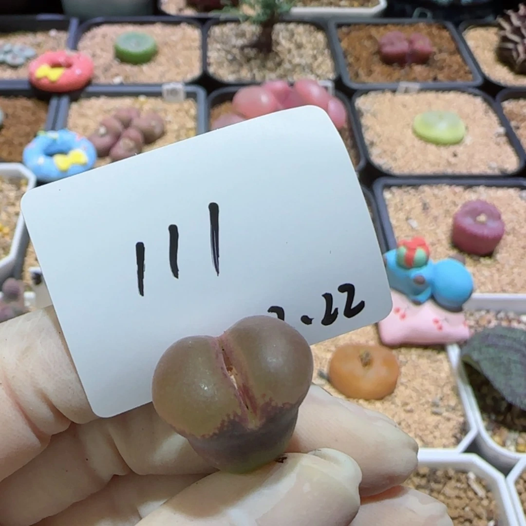 【闪购商品】0**912.22-111 0119