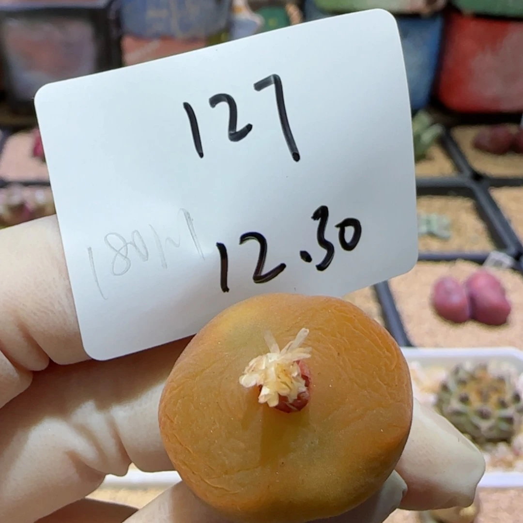 【闪购商品】12.30-127蟠桃