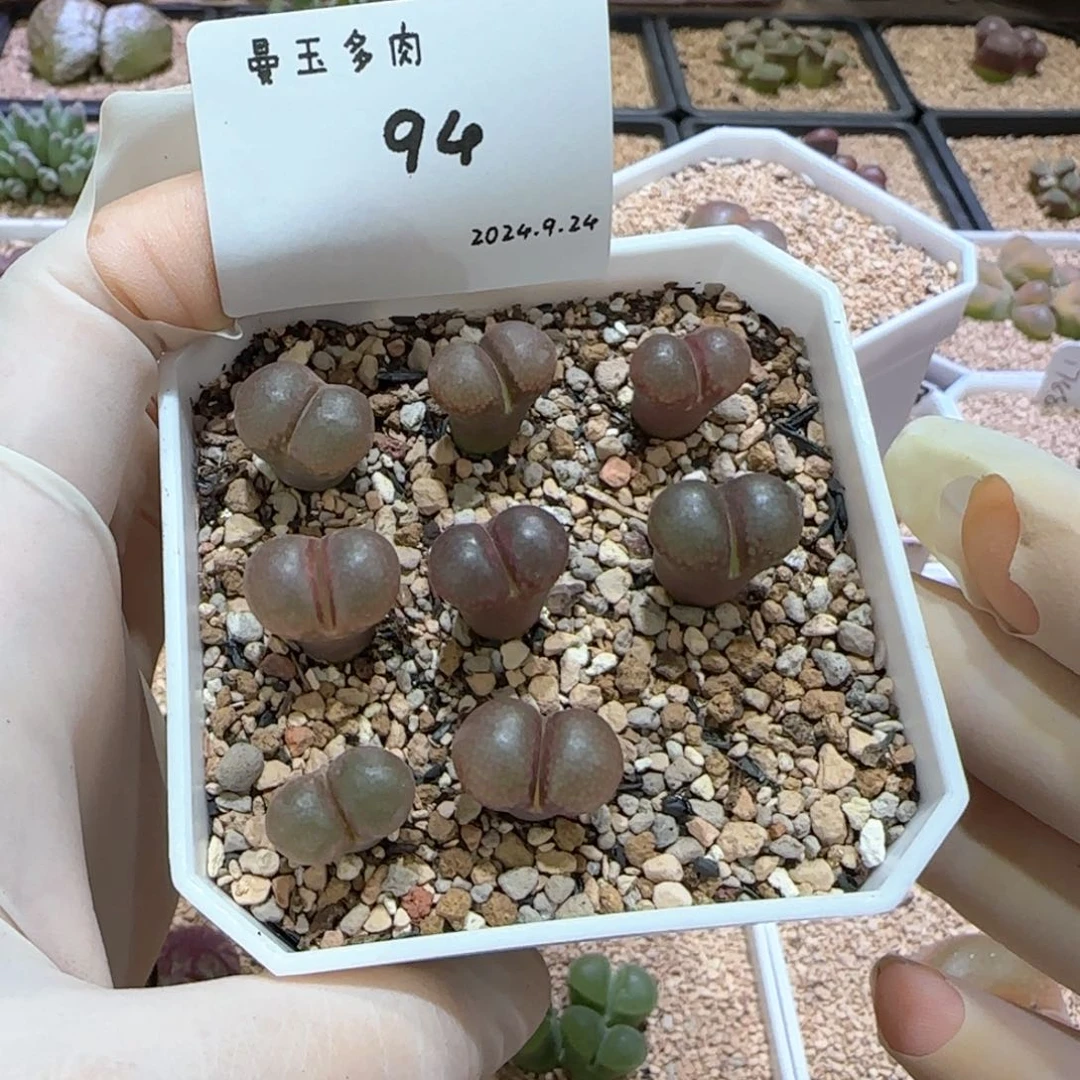 ?***o多肉多肉多肉9.24-094