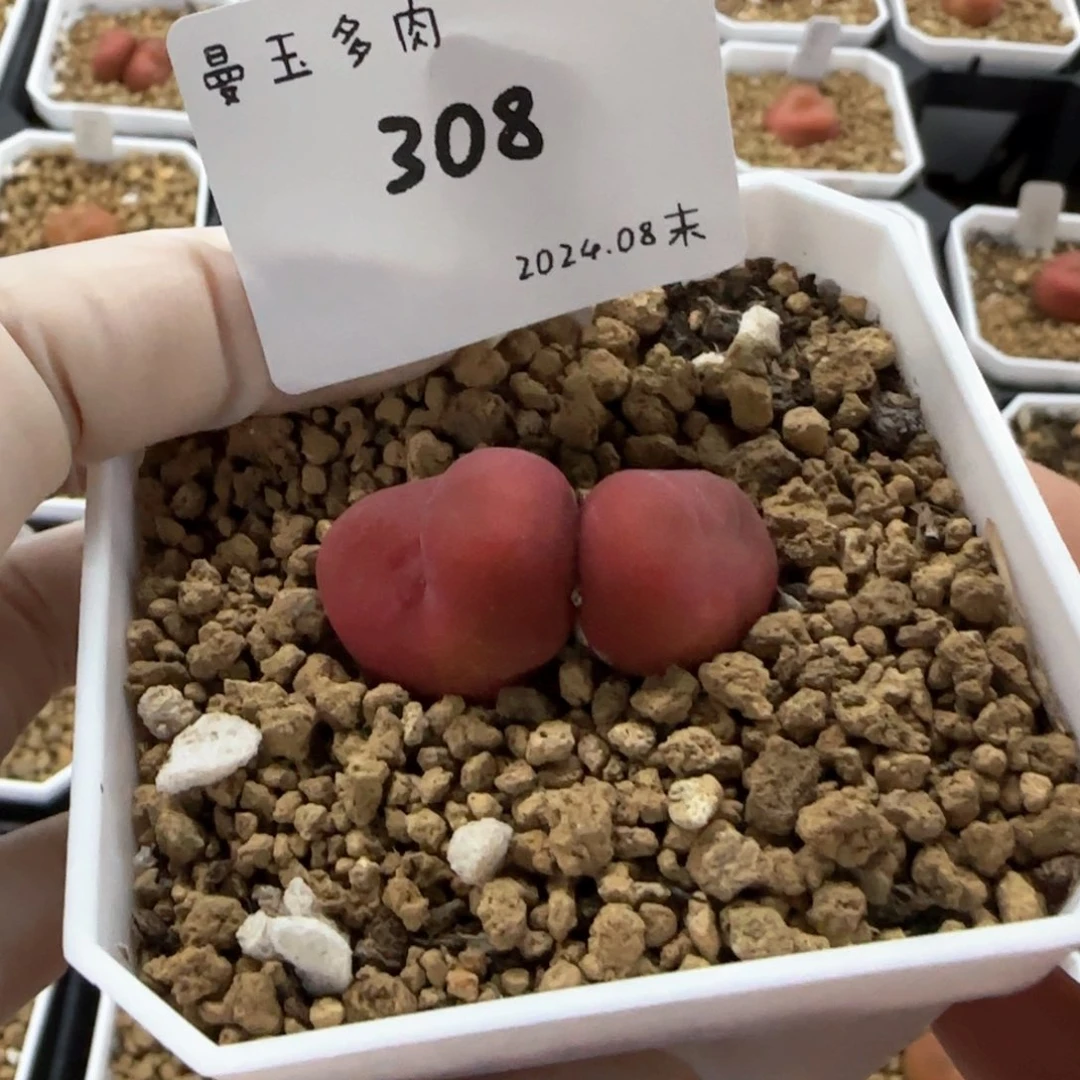 崔*儿多肉多肉多肉308