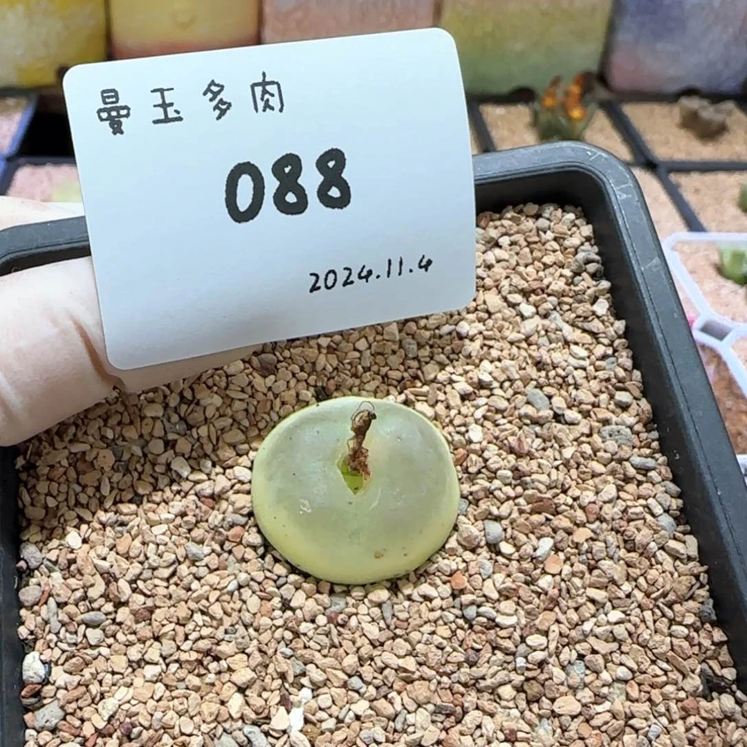 l****u多肉多肉多肉11.4-088
