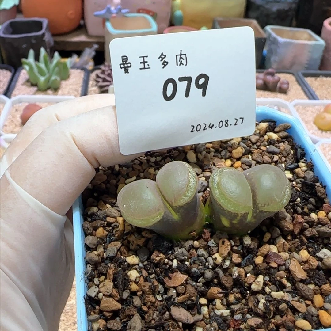 ?**泡多肉多肉多肉8.27-079