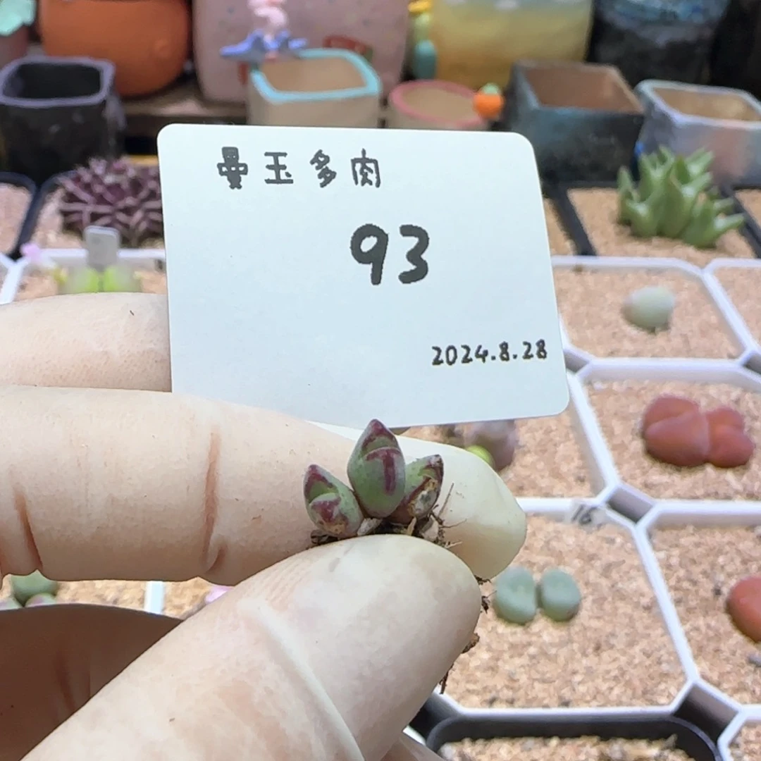 耶**拉多肉多肉多肉8.28-093
