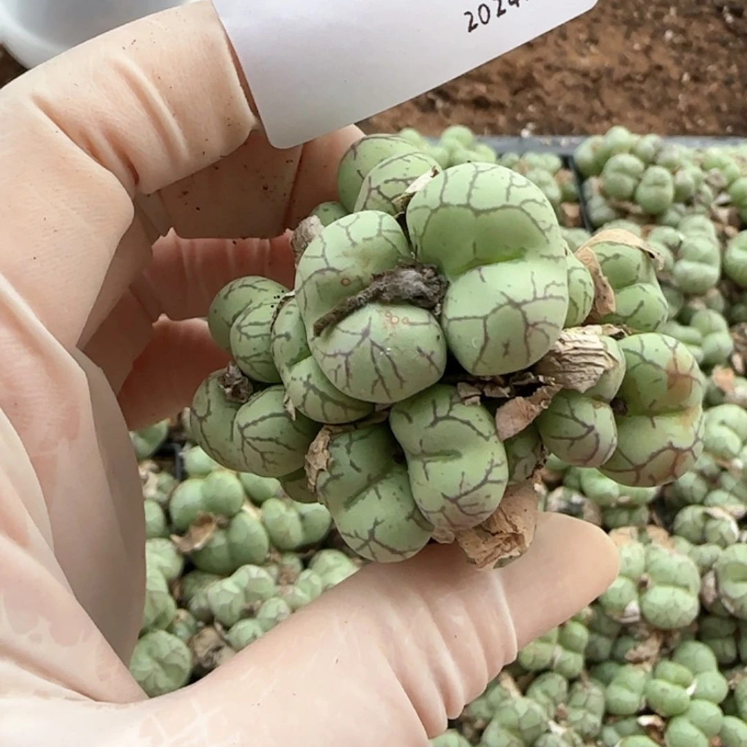 ?****龙多肉多肉多肉135