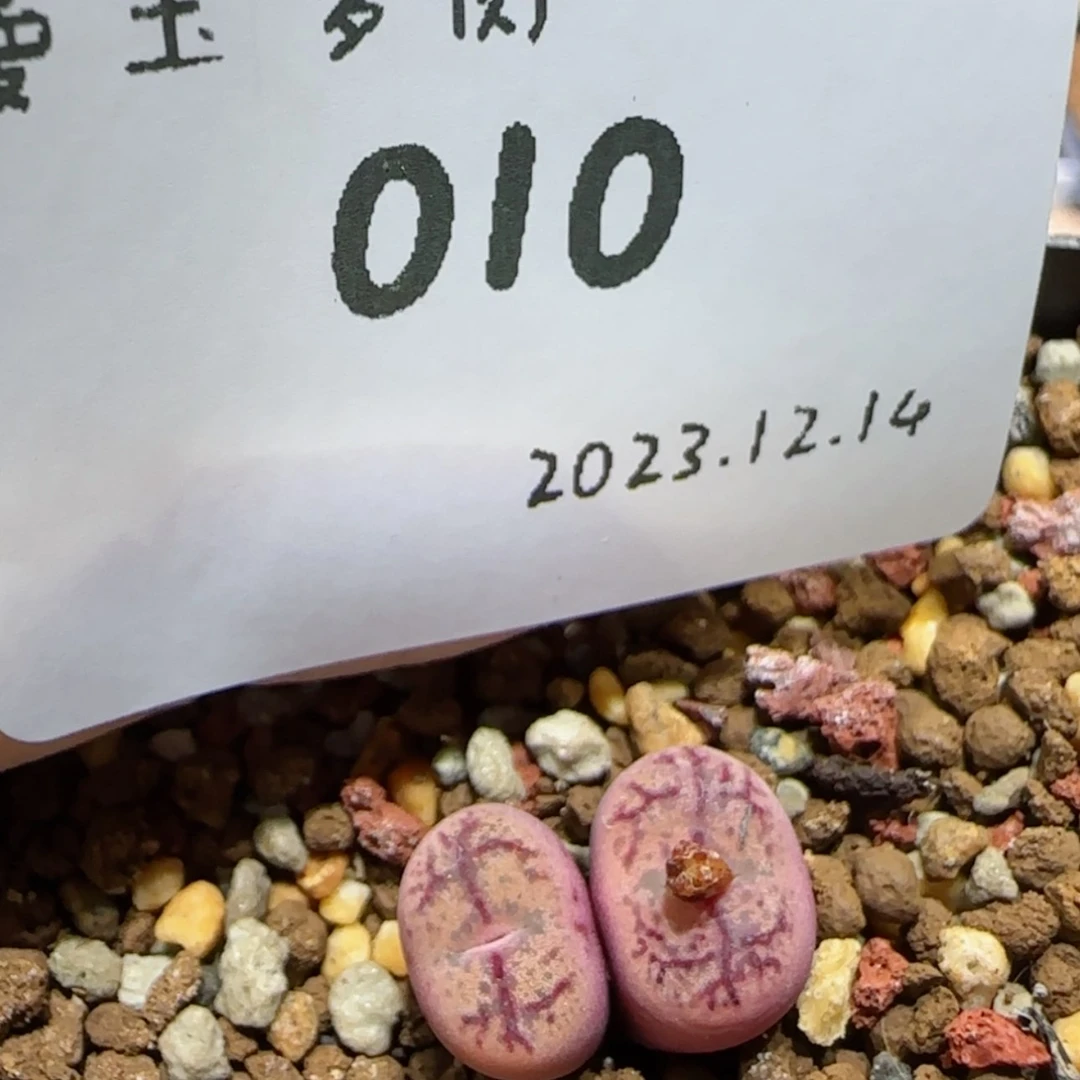 【闪购商品】12.13-010