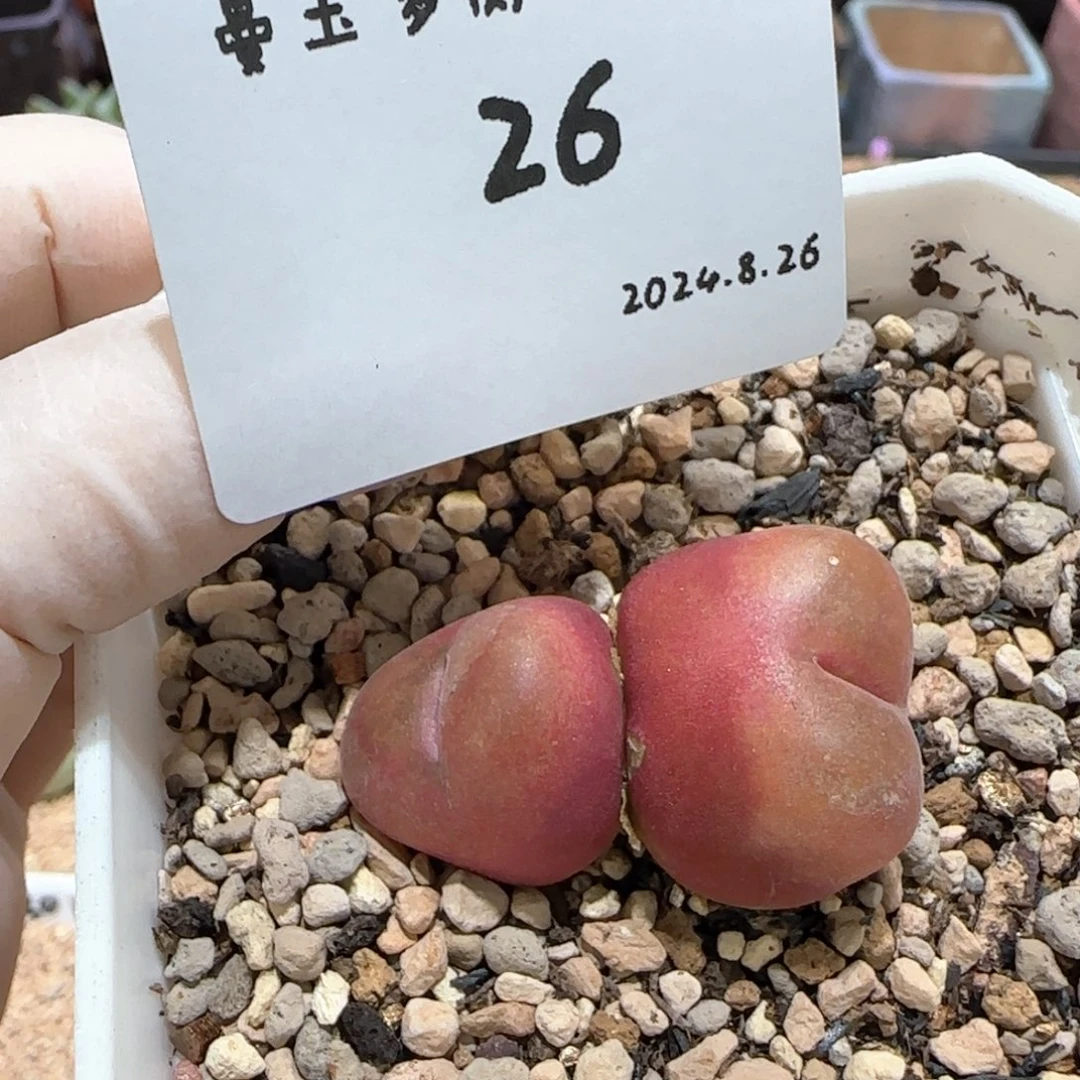 @****?多肉多肉多肉8.26-026