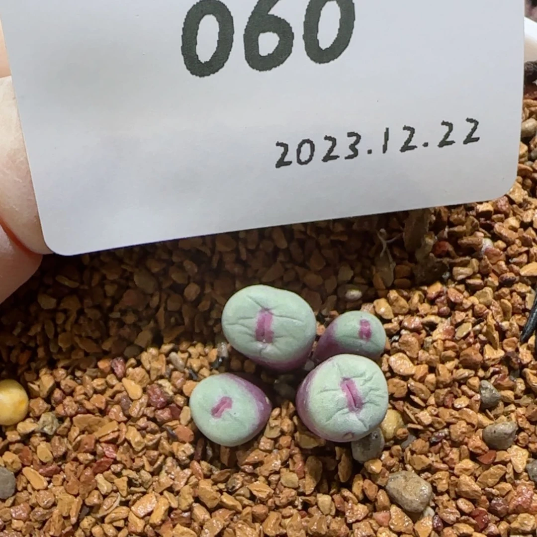 【闪购商品】南*头12.22-060