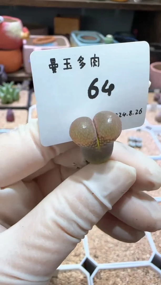 【闪购商品】8.26-64葡萄酸