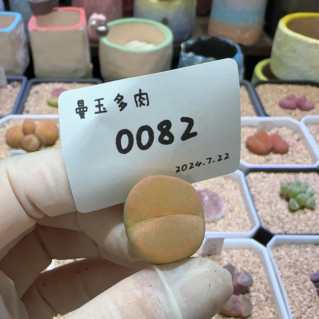 多肉多肉多肉7.22-082
