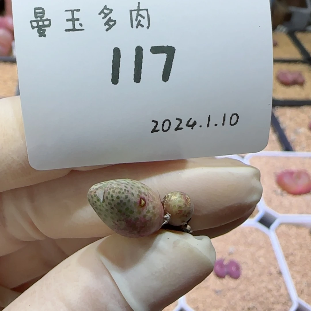 【闪购商品】红陶171cm(含)-200cm(含)?****）1.10-117太难瘦了