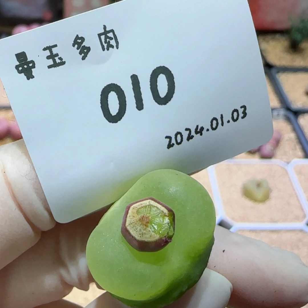 【闪购商品】1.3-010