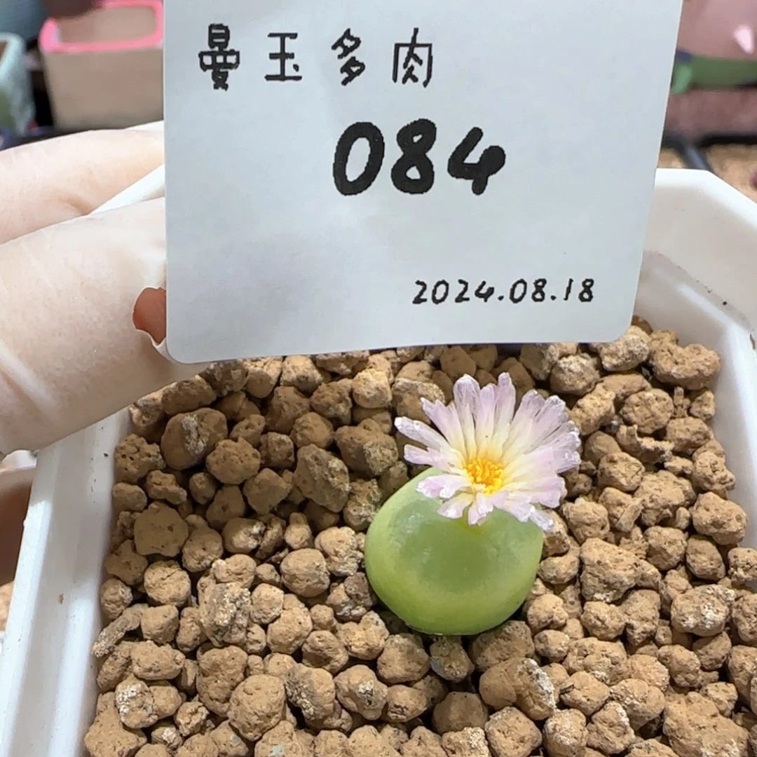 H*e多肉多肉多肉8.18-084