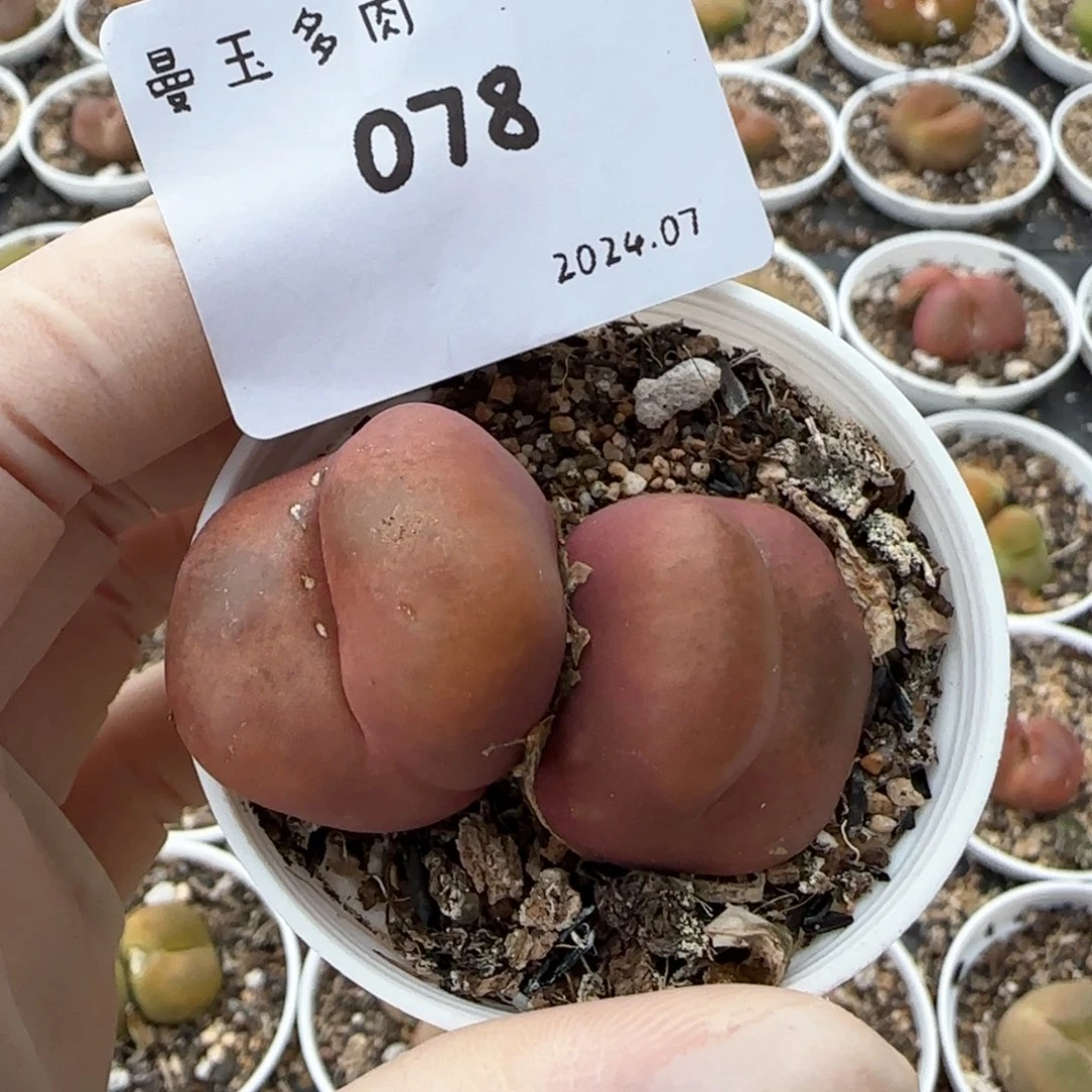 ?****?多肉多肉多肉078