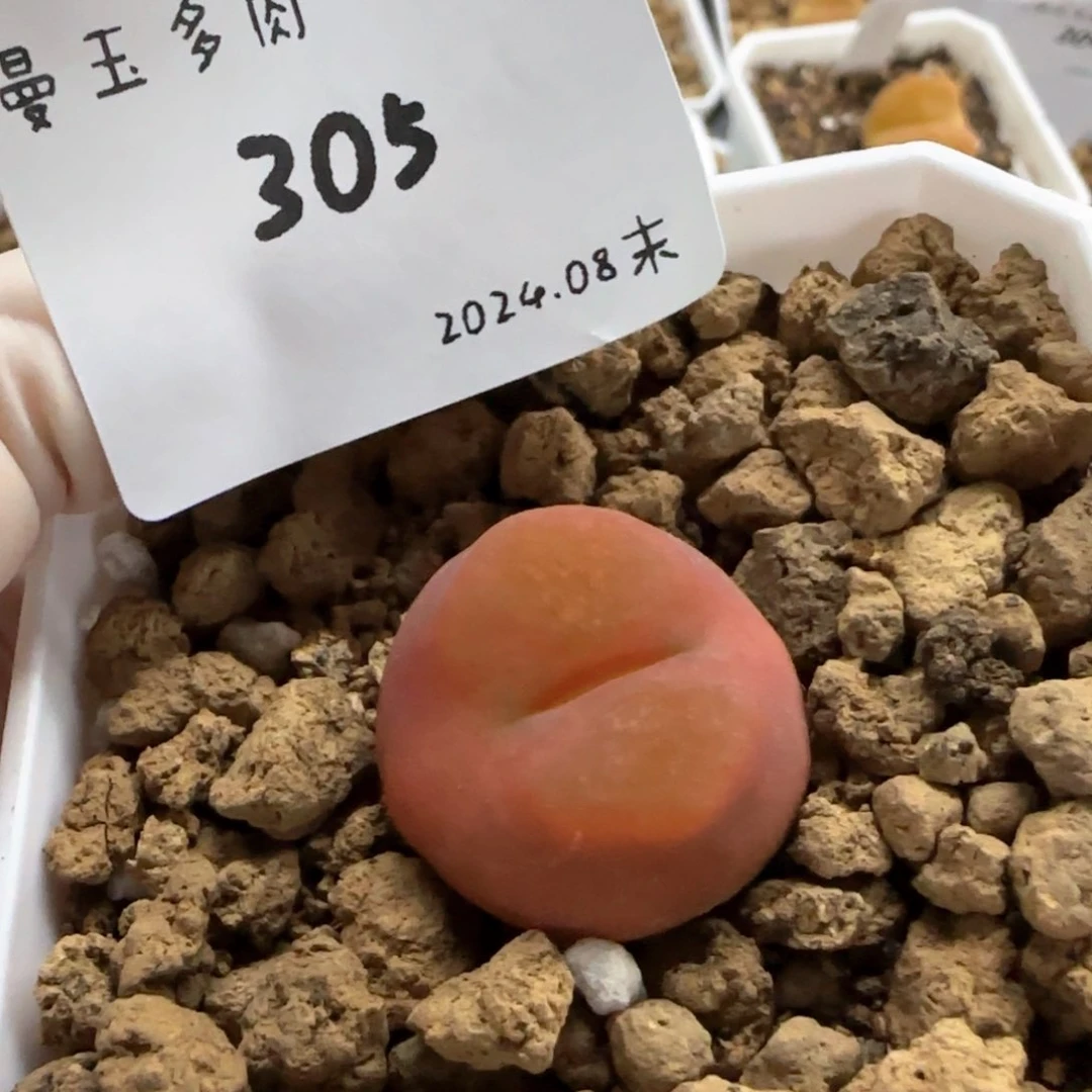 崔*儿多肉多肉多肉305