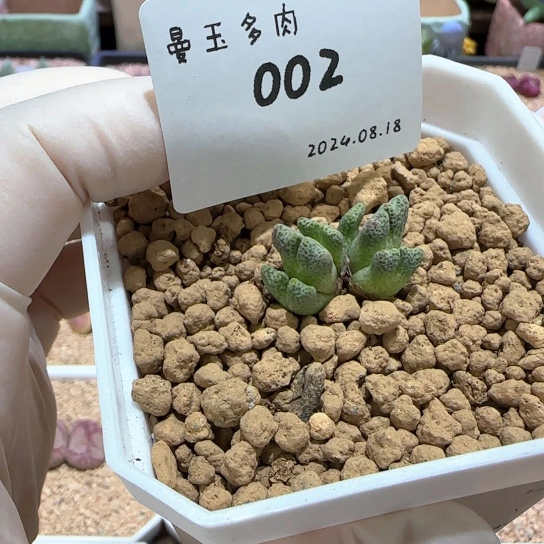 「****」多肉多肉多肉8.18-002 only