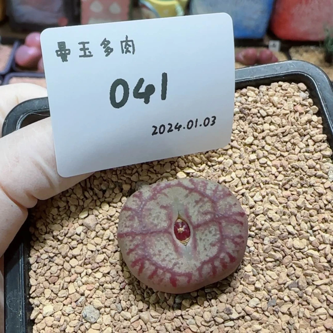 【闪购商品】鱼**关1.3-041