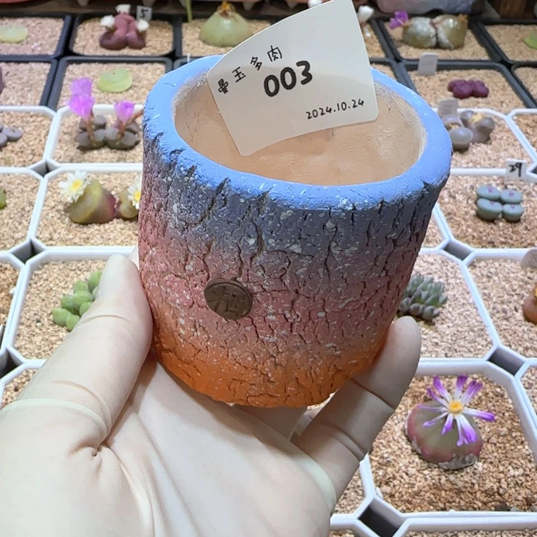 多肉多肉多肉10.24-003