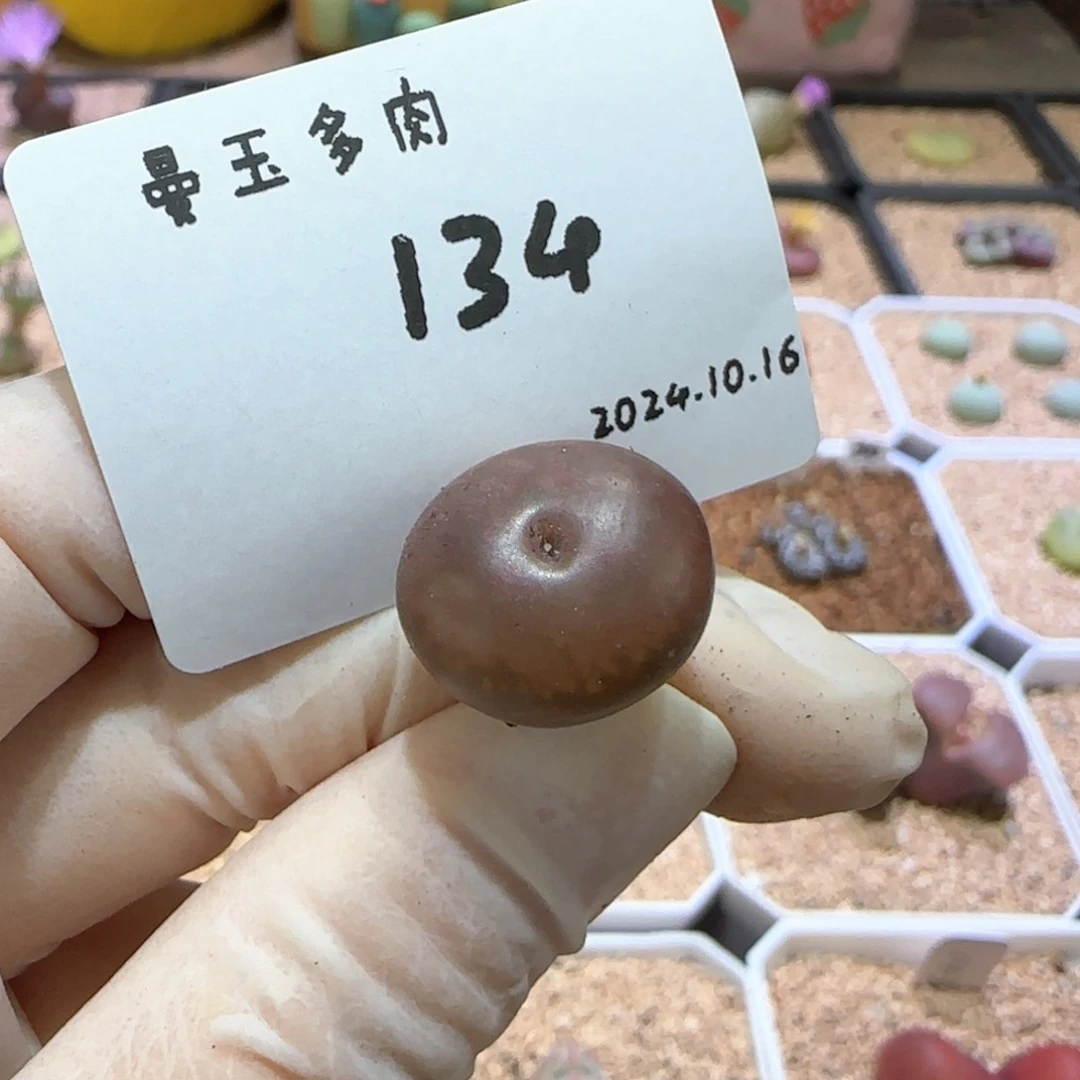 无****儿多肉多肉多肉10.16-134
