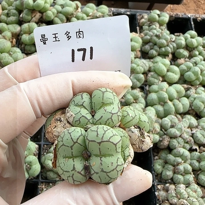 ?*棠多肉多肉多肉少171