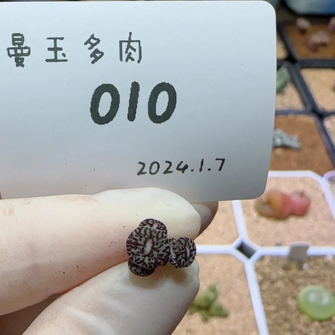 【闪购商品】红陶171cm(含)-200cm(含)然**?1.7-010